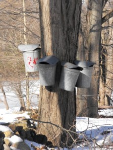 walston-tapping-trees-002
